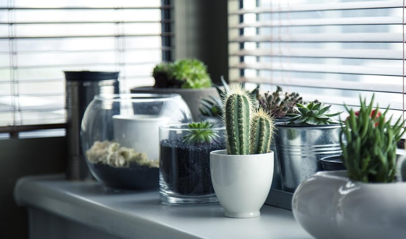 Plant Pot Makeovers